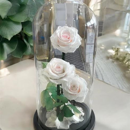 3 Big Elegance Preserved Roses with Dome