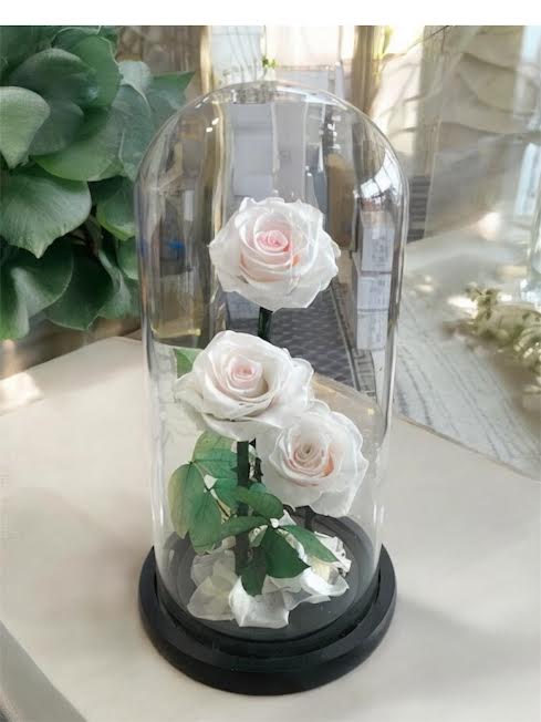 3 Big Elegance Preserved Roses with Dome