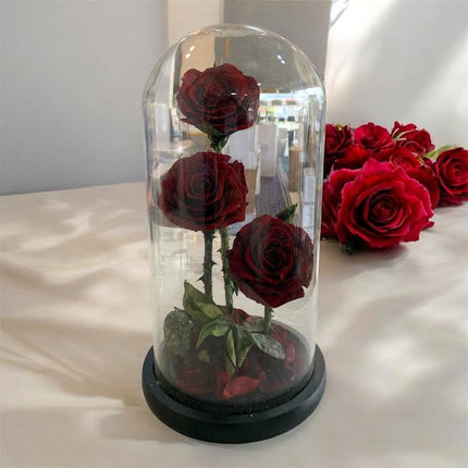 3 Big Elegance Preserved Roses with Dome