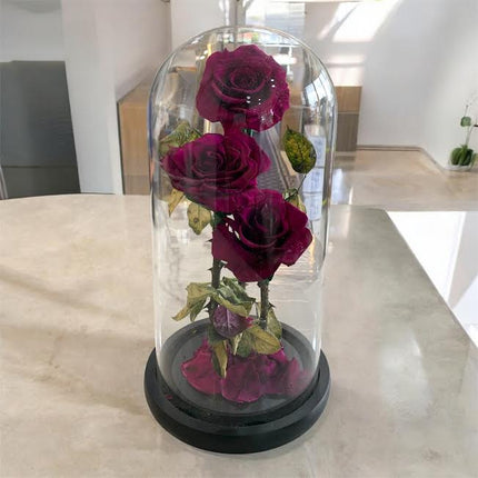 3 Big Elegance Preserved Roses with Dome