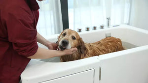 Pet jacuzzi bathtub